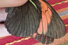 Pereute charops charops