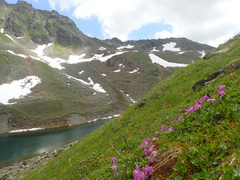 Primula integrifolia