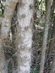 Brasiliopuntia brasiliensis