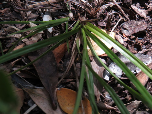 Image of Forest Sedge by (c) Jeremy Gilmore, some rights reserved (CC BY)