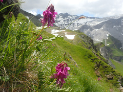 Hedysarum hedysaroides