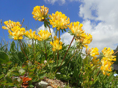 Anthyllis vulneraria alpestris