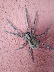 Zoropsis spinimana