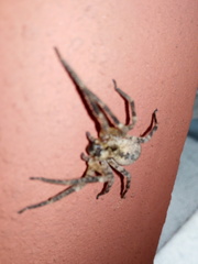 Zoropsis spinimana