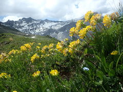 Anthyllis vulneraria alpestris