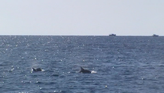 Tursiops truncatus ponticus