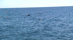 Tursiops truncatus ponticus