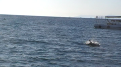 Tursiops truncatus ponticus