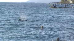 Tursiops truncatus ponticus