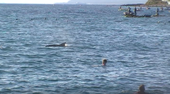 Tursiops truncatus ponticus