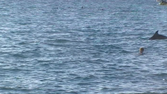 Tursiops truncatus ponticus