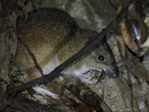 Cayenne Spiny Rat (Proechimys guyannensis) — Least Concern Mammalia