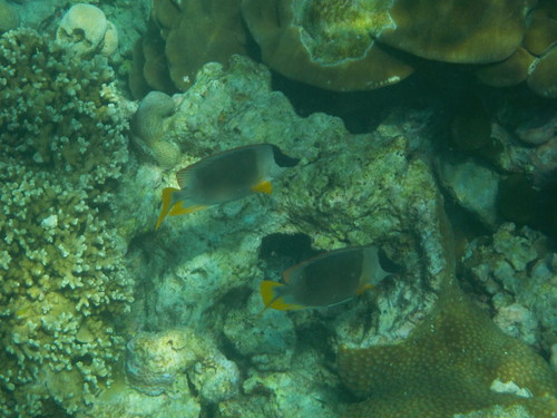 Magnificent Rabbitfish — seen at this dive site