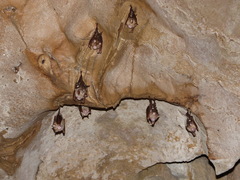 Hipposideros diadema