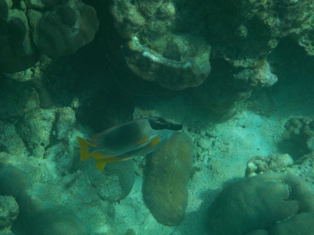 Magnificent Rabbitfish (Siganus magnificus) — recorded at Hin Kong