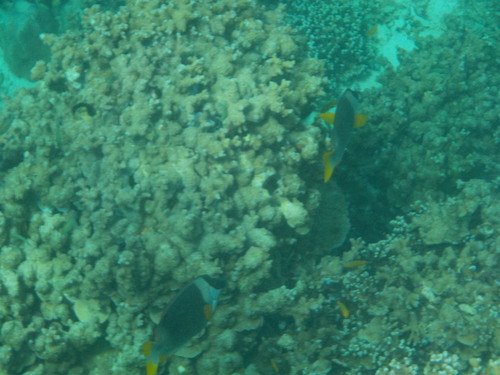 Magnificent Rabbitfish (Siganus magnificus)