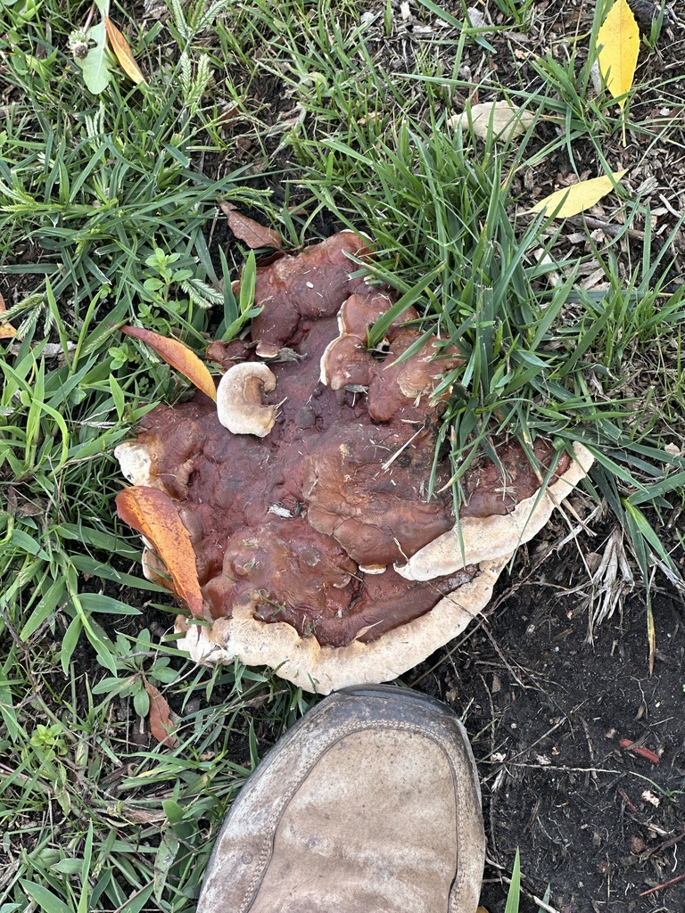 Ganoderma polychromum · November 2025 · photo: © tlaloc27 (iNaturalist, cc-by)