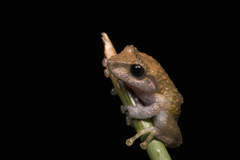 Pristimantis glandulosus