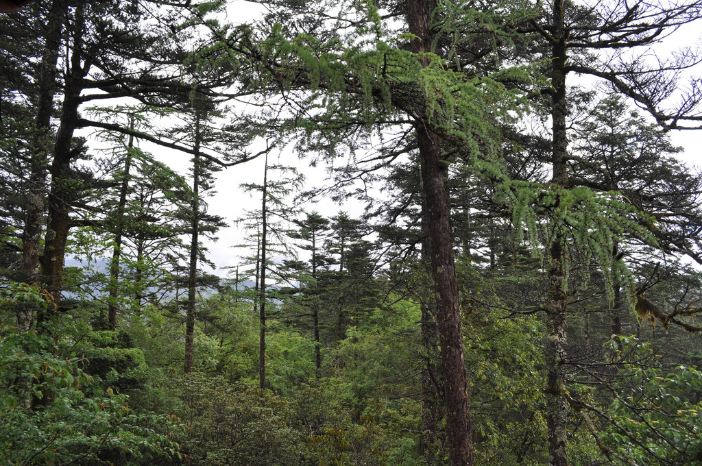 Larix potaninii; photograph (c) Ryan McMinds, some rights reserved (CC BY)