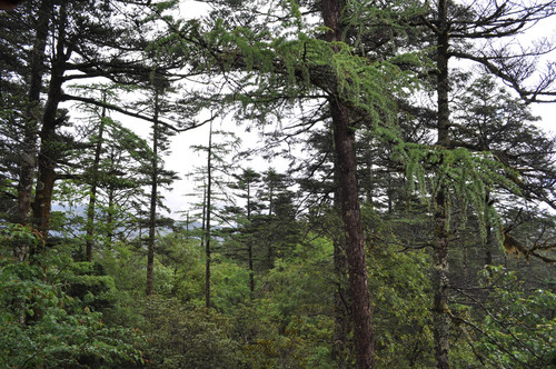 Chinese Larch (Larix potaninii)