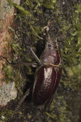 Sphaenognathus alticollis