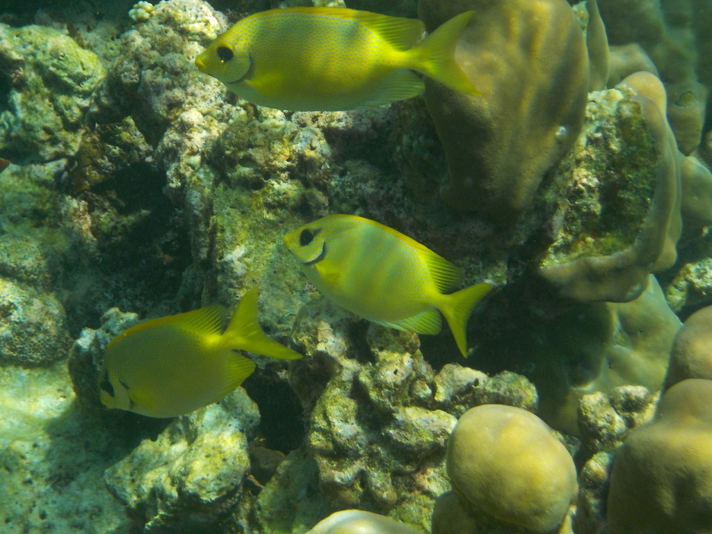Blue-spotted Spinefoot