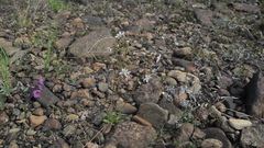 Micranthes foliolosa