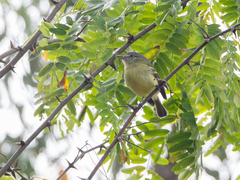 Tolmomyias sulphurescens