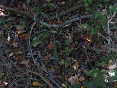 Chlorophytum comosum