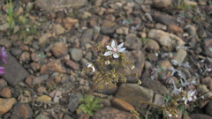 Micranthes foliolosa