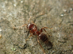 Lasius brunneus