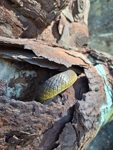 Common Tree Snake sighting