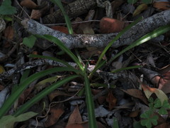 Chlorophytum comosum