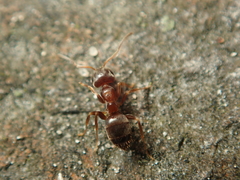 Lasius brunneus