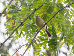 Tolmomyias sulphurescens