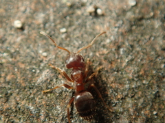 Lasius brunneus