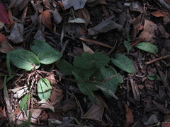 Habenaria arenaria