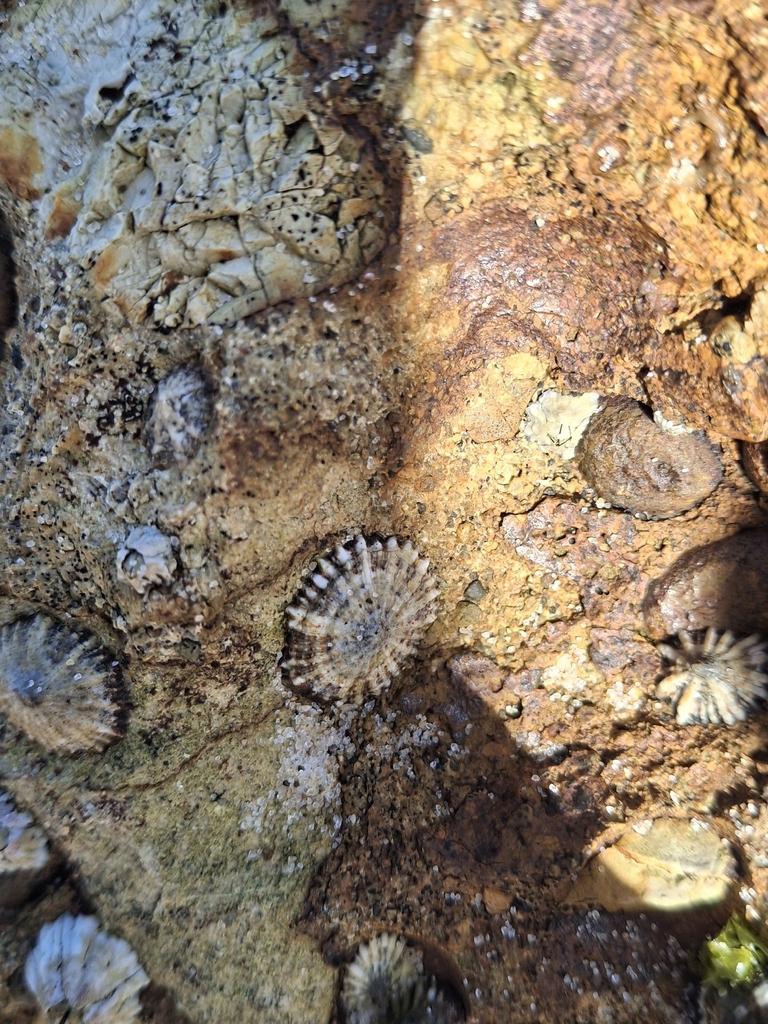 Denticulated Siphon Shell from Catherine Hill Bay NSW 2281, Australia ...