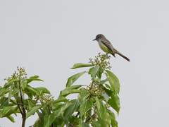 Myiarchus cephalotes
