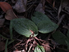 Habenaria arenaria