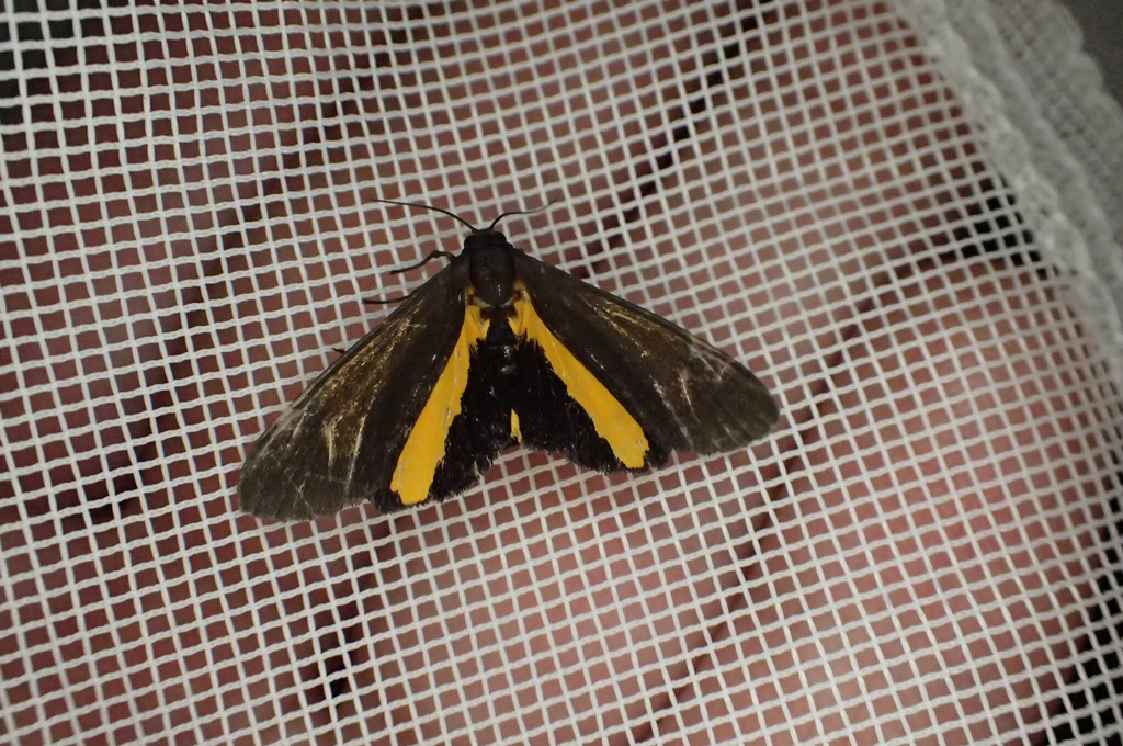 Virbia medarda