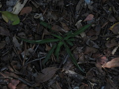 Chlorophytum comosum
