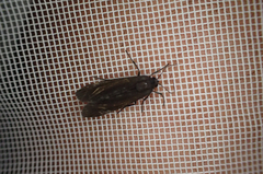 Virbia medarda