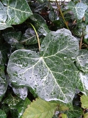 Hedera helix