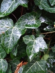 Hedera helix