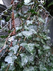 Hedera helix