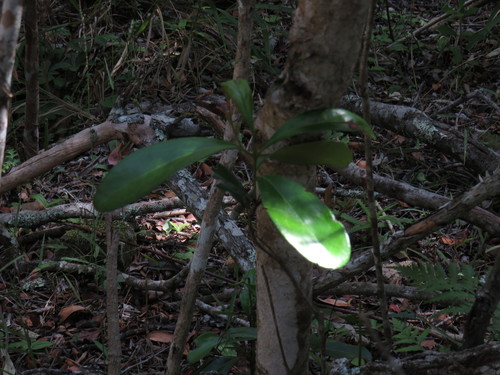 Image of Euclea daphnoides by (c) Jeremy Gilmore, some rights reserved (CC BY)
