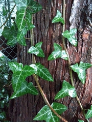 Hedera helix