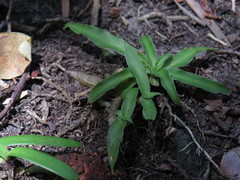 Chlorophytum comosum