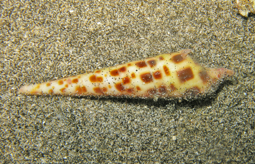 Terebra areolata observed 2025-11-16